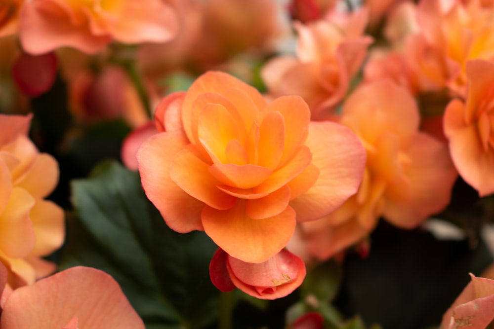 a close up of a flower