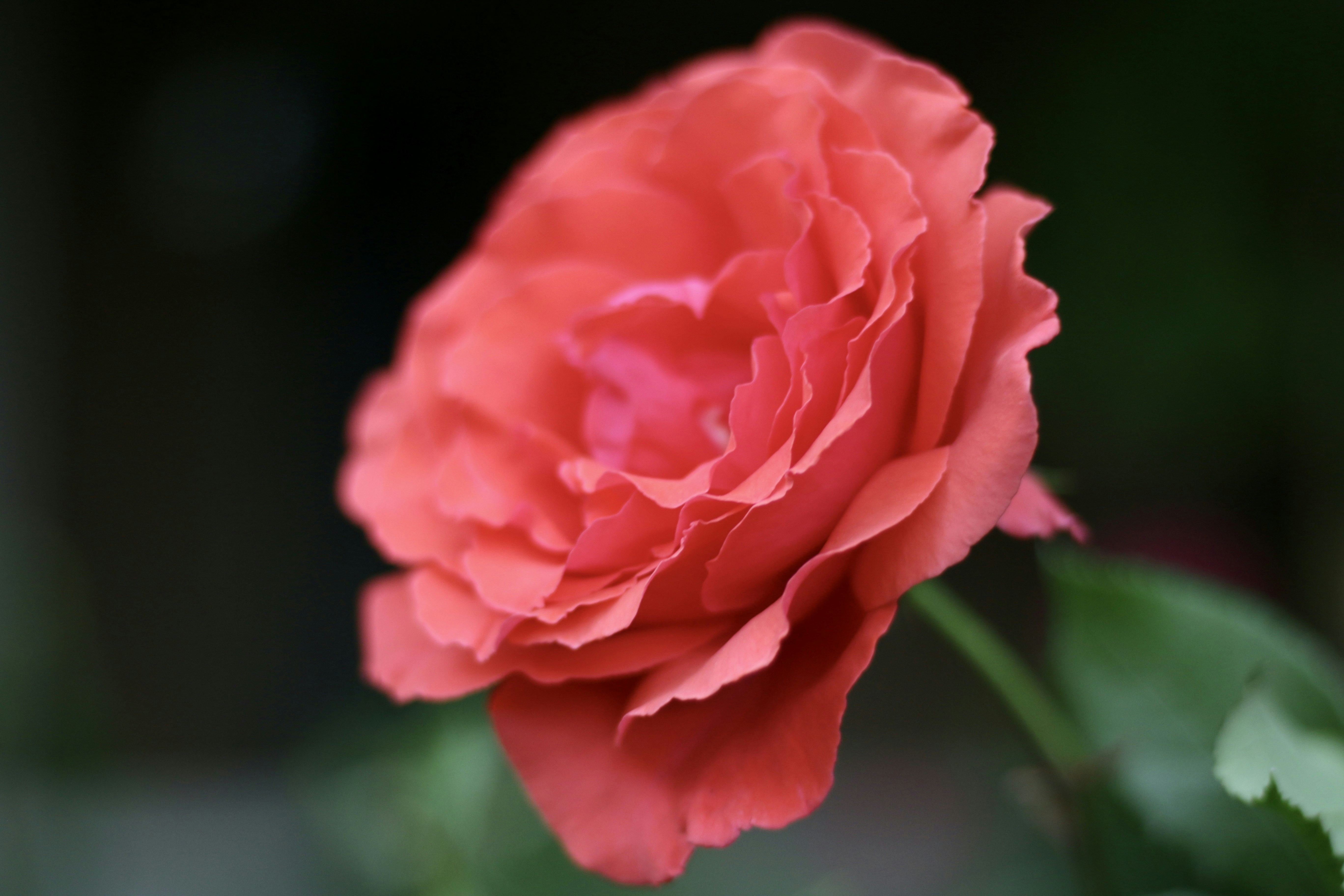 a-pink-flower-with-green-leaves-photo-free-fort-collins-image-on-unsplash