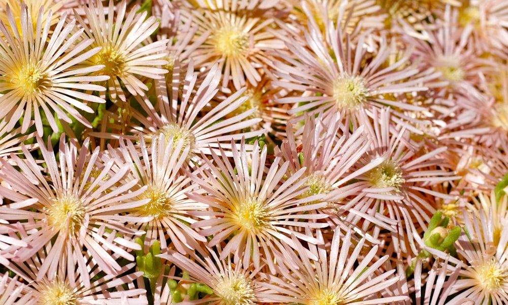 a group of yellow flowers