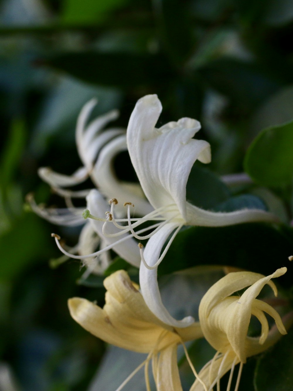 a close up of white flowers