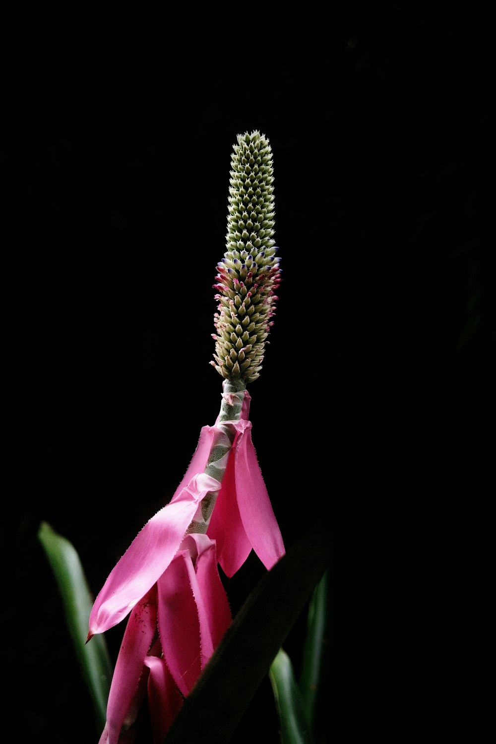 a close-up of a flower