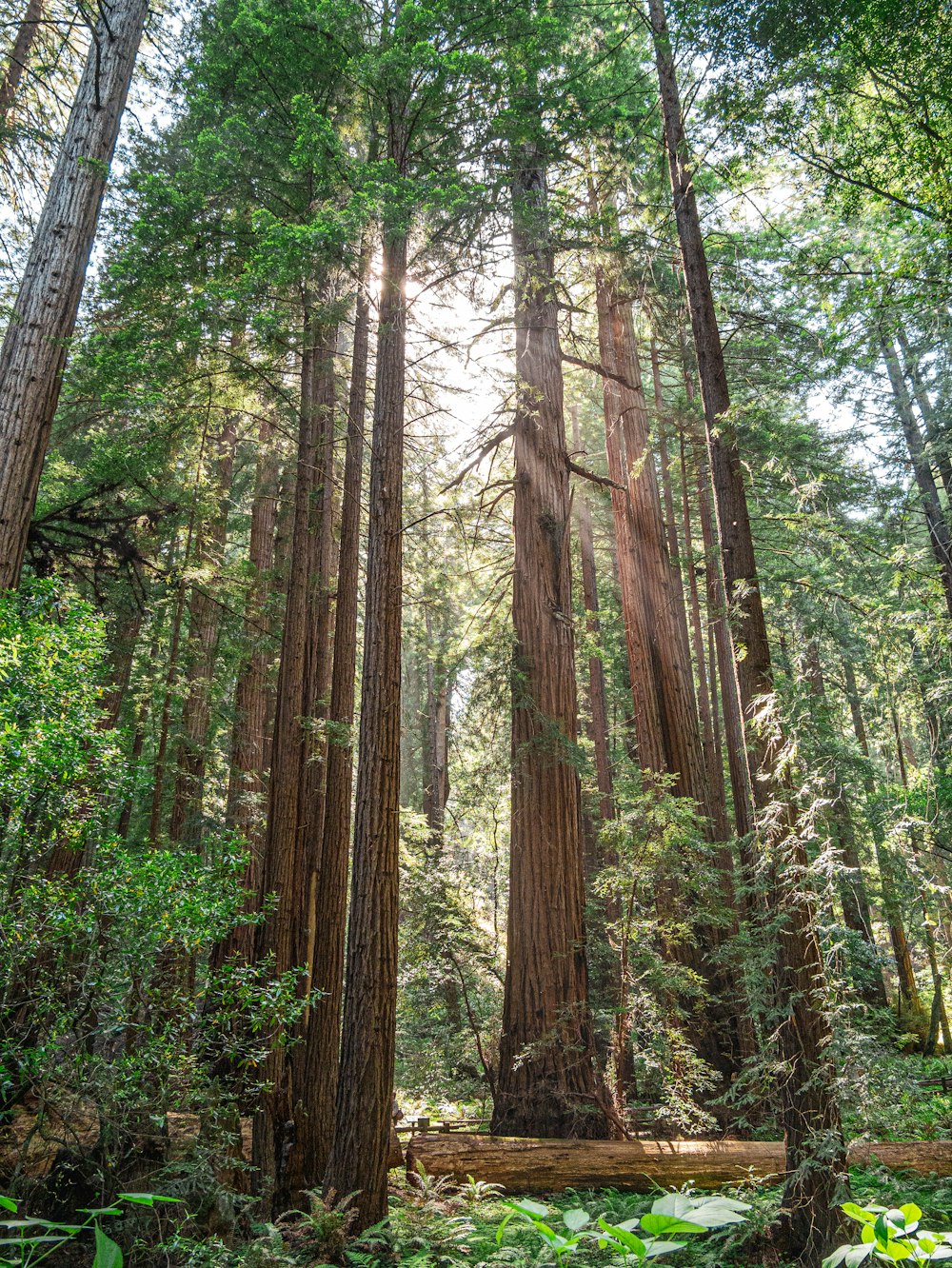 a forest with tall trees