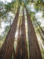 Tall redwood trees reaching skyward, representing steady financial growth.