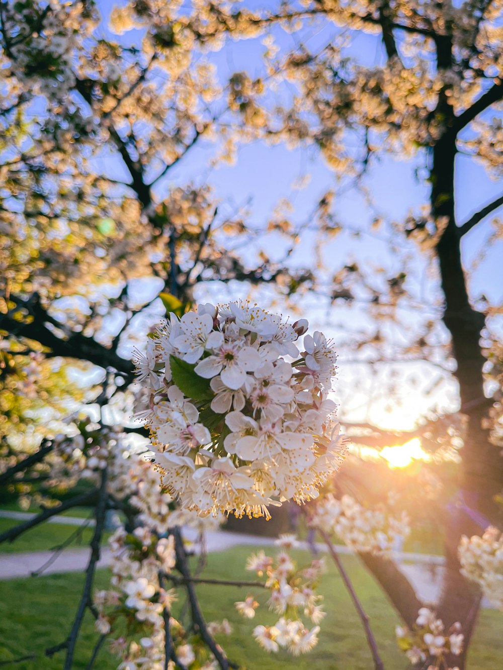 a tree with white flowers