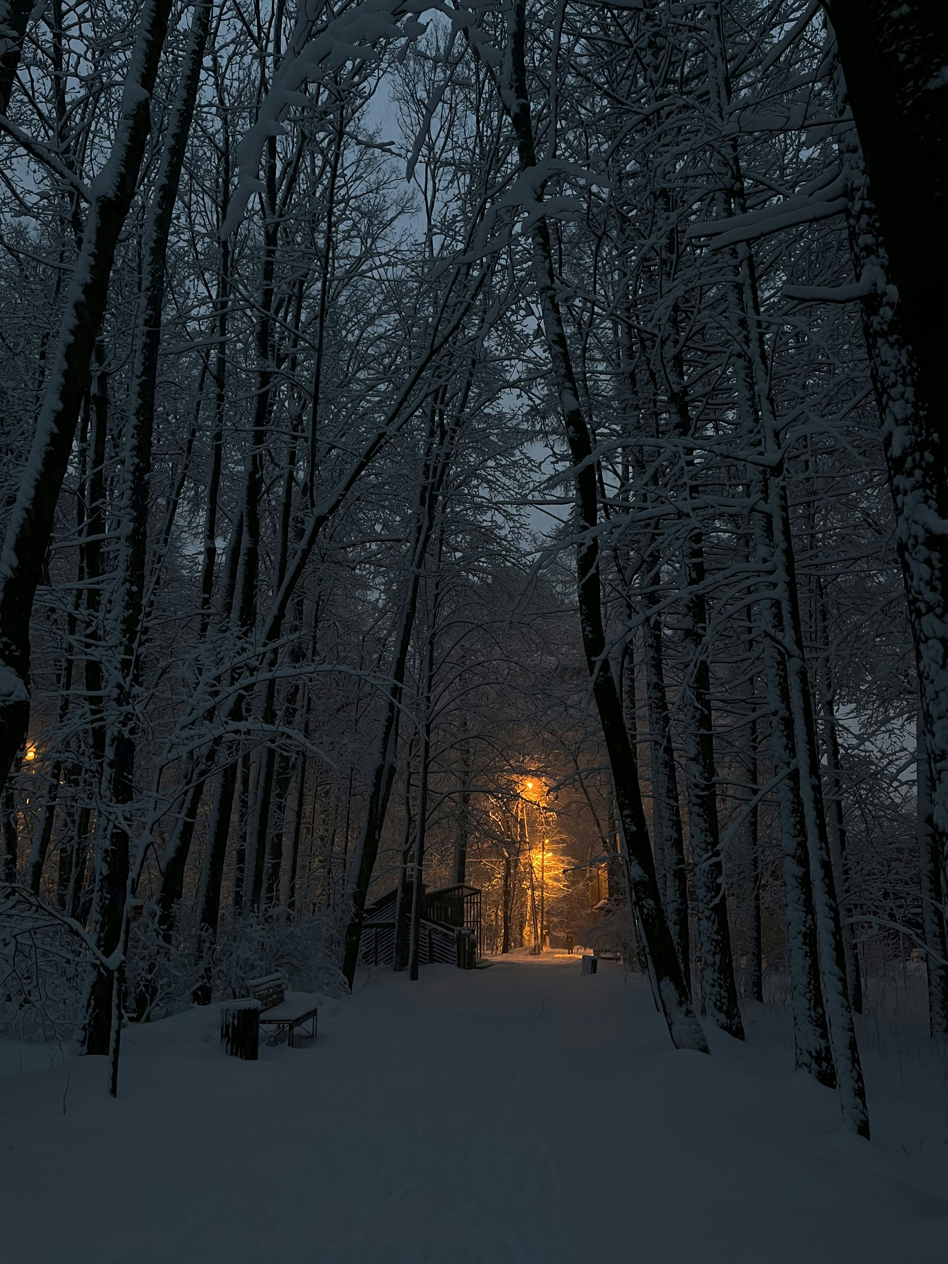 a snowy forest with a light in the middle