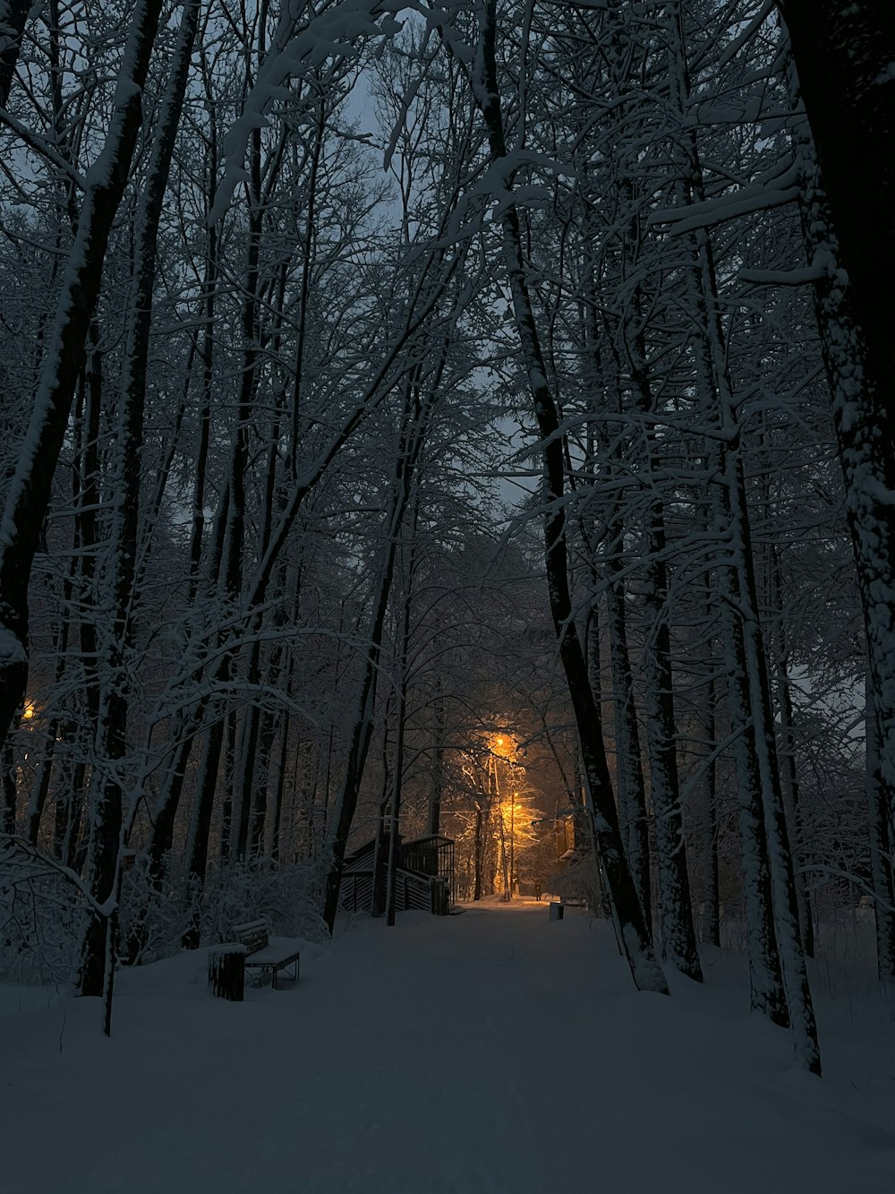 a snowy forest with a light in the middle