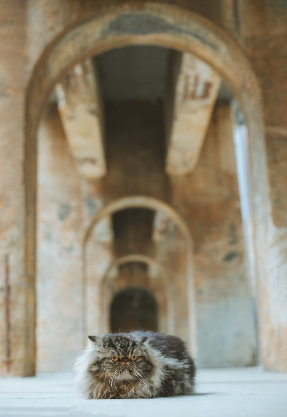 a cat sitting in front of a large arched doorway