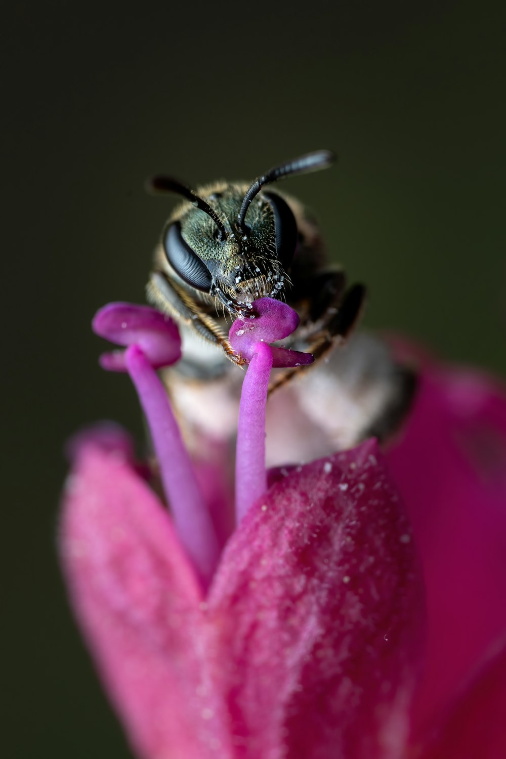 a bee on a flower