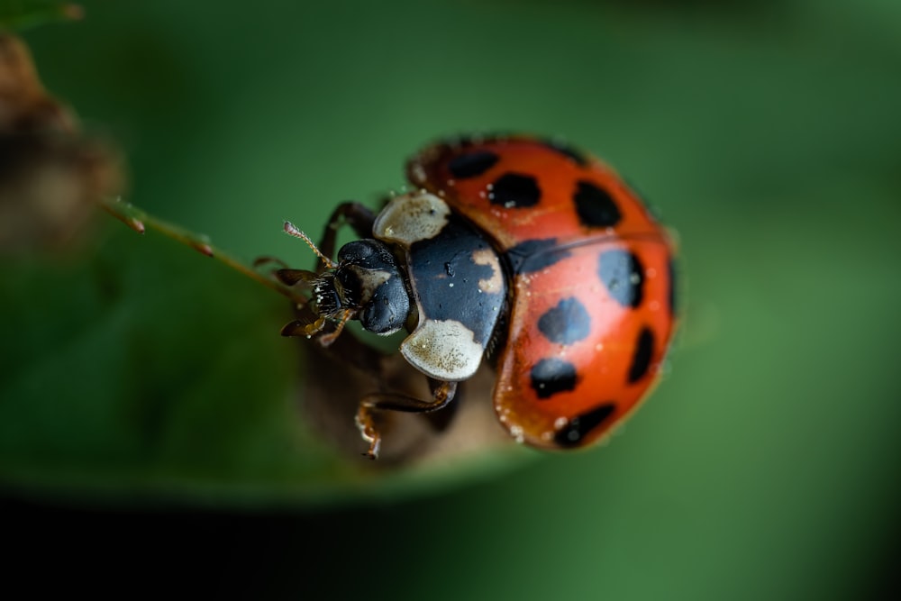 a ladybug on a leaf