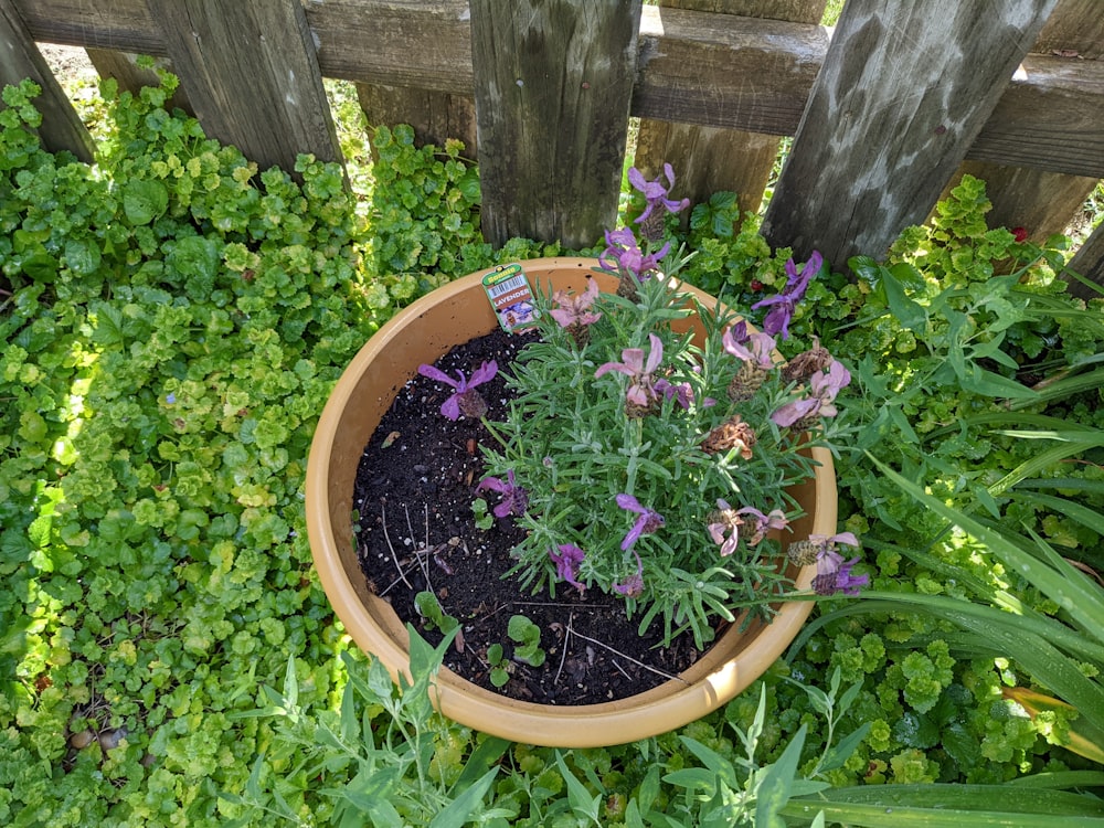 a pot of purple flowers