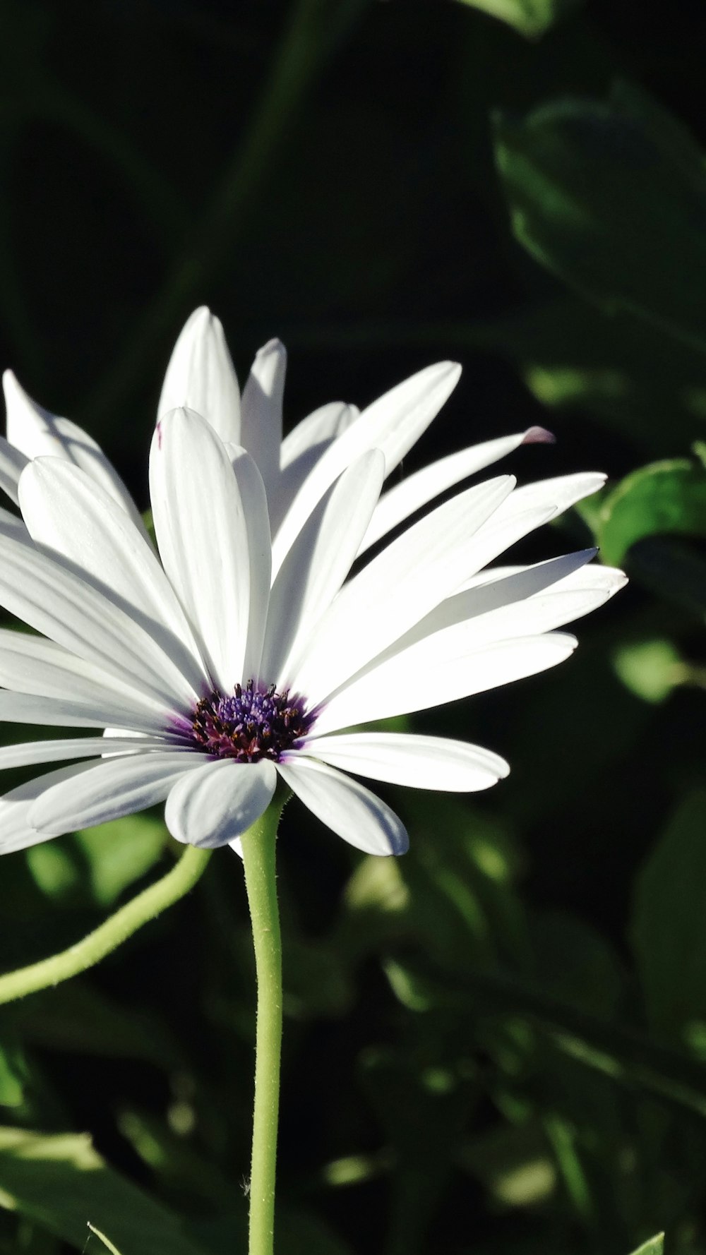 a white flower with a purple center
