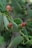 Close-up of a bright green prickly pear cactus with small pink buds against a rustic southwestern backdrop.