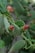 Close-up of a bright green prickly pear cactus with small pink buds against a rustic southwestern backdrop.