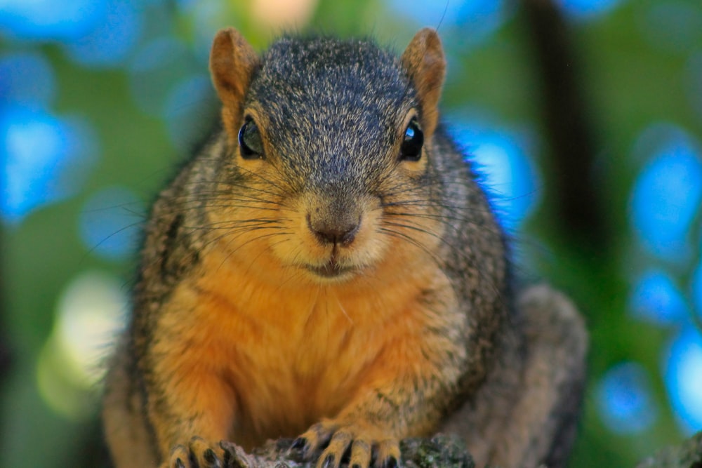 a squirrel with a nut in its mouth