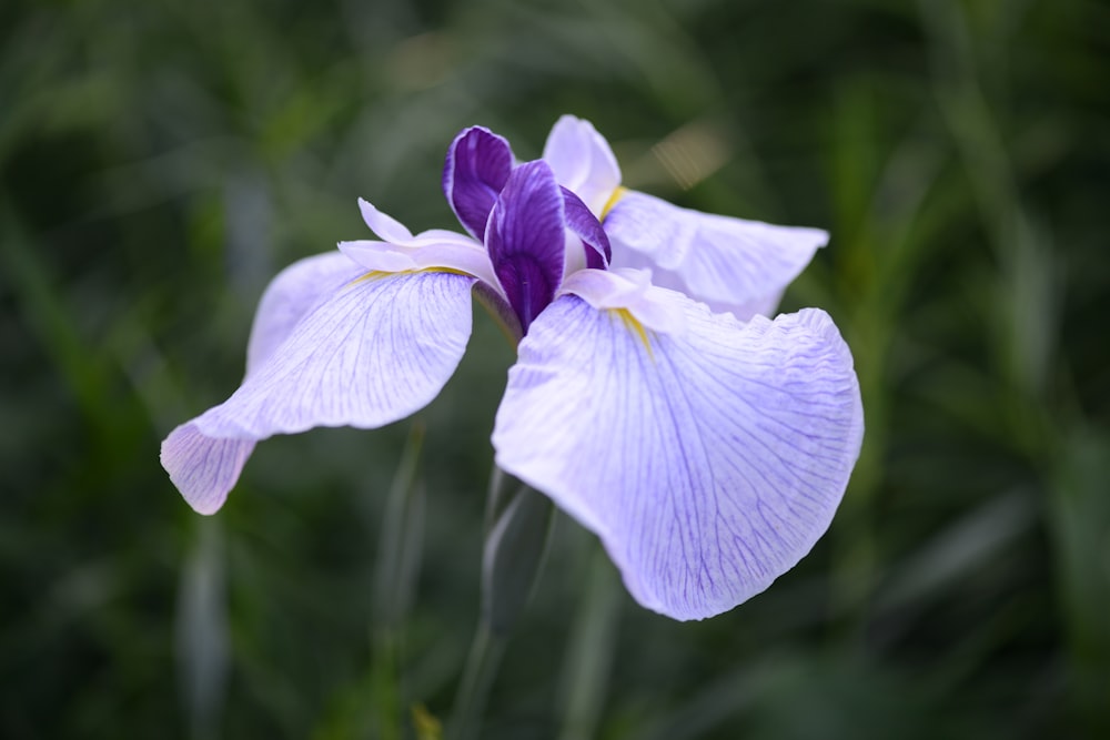 Nahaufnahme einer Blume