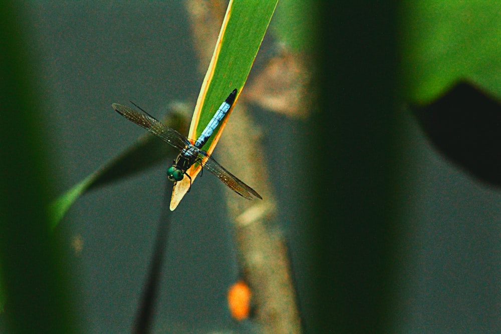 a dragonfly on a stick