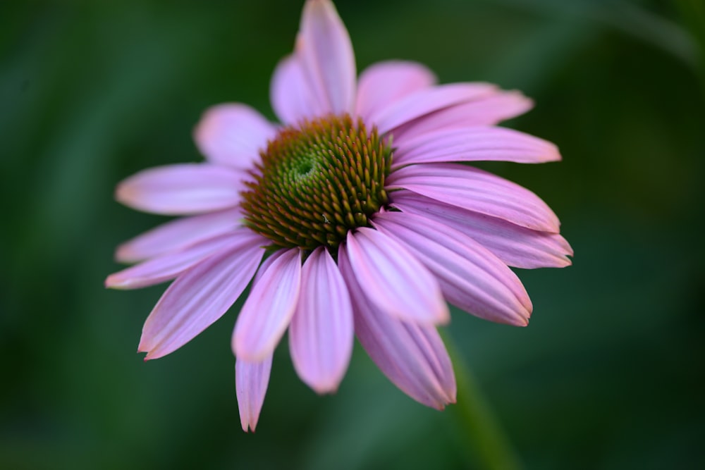 a purple flower with a yellow center