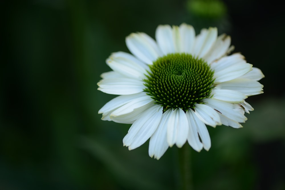 a white flower with a green center