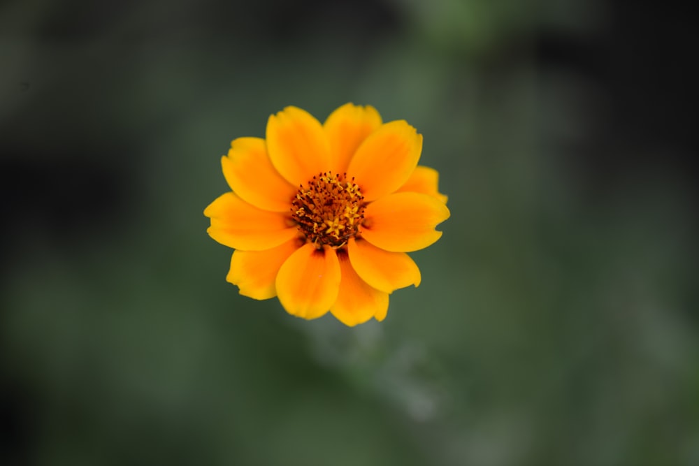 una flor amarilla con un centro negro