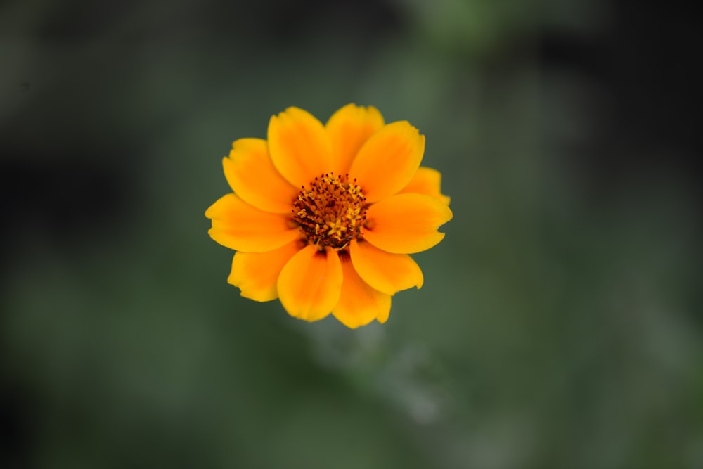a yellow flower with a black center