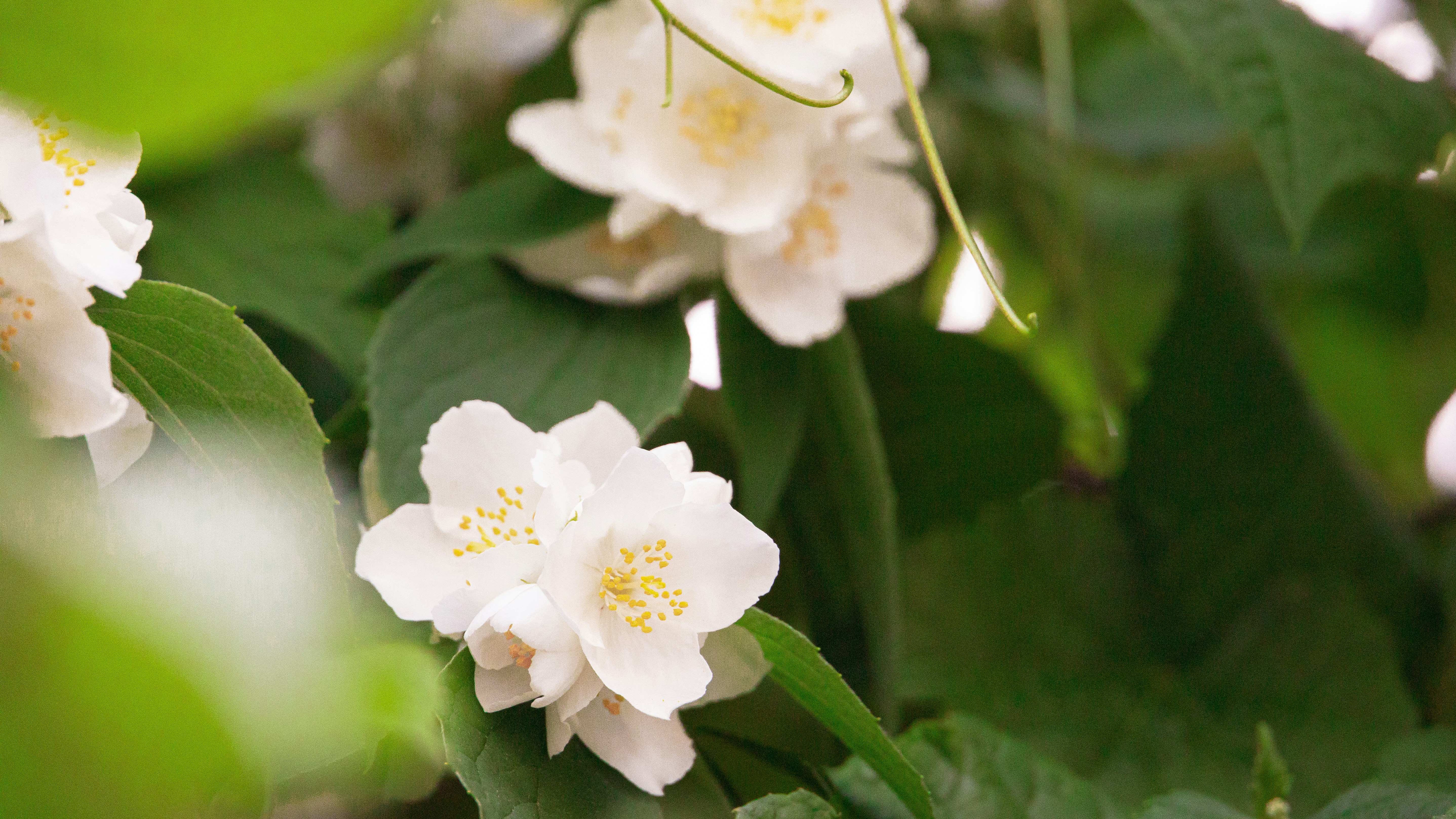 Photo by hanyangzhang