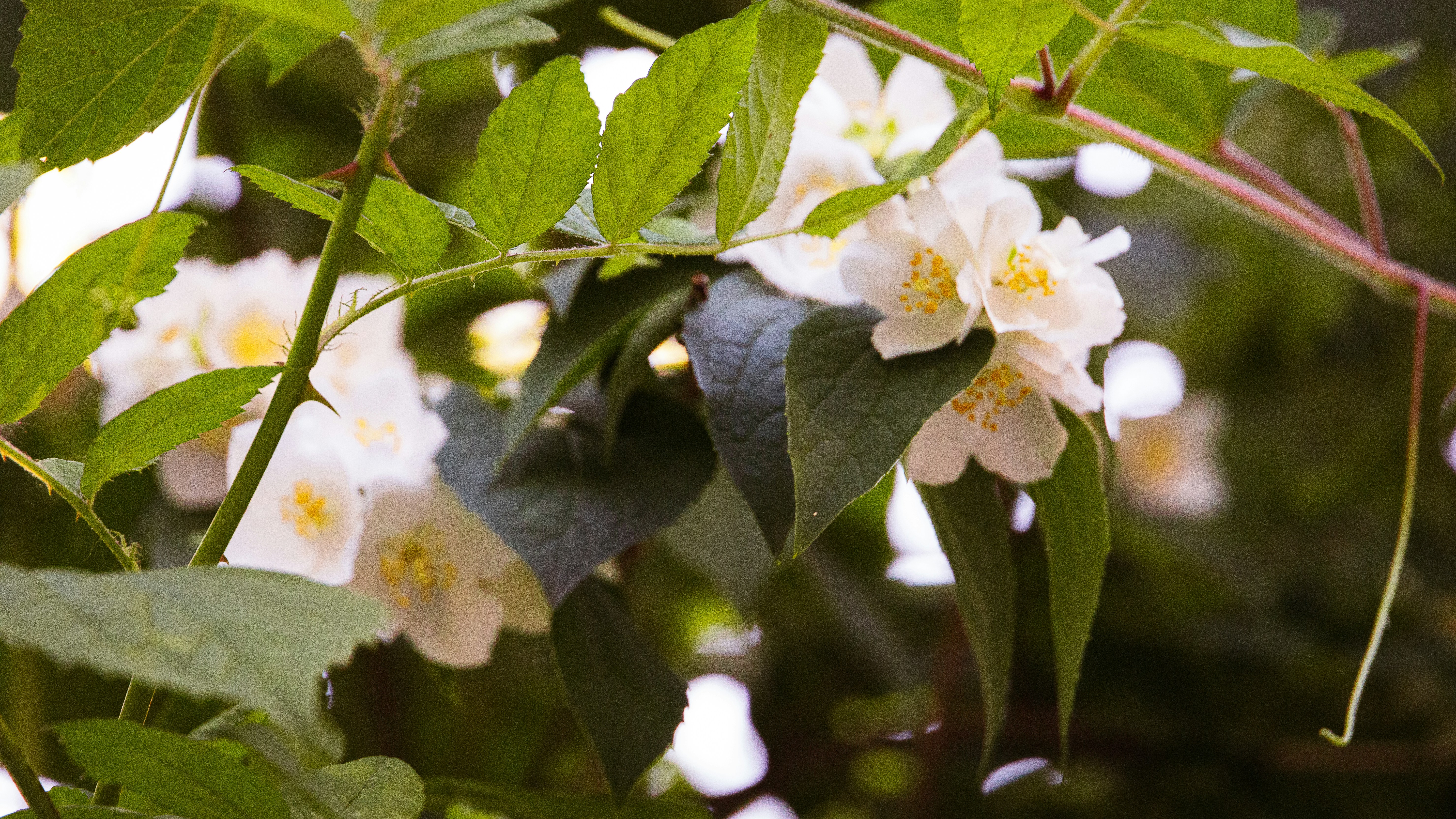 Photo by hanyangzhang