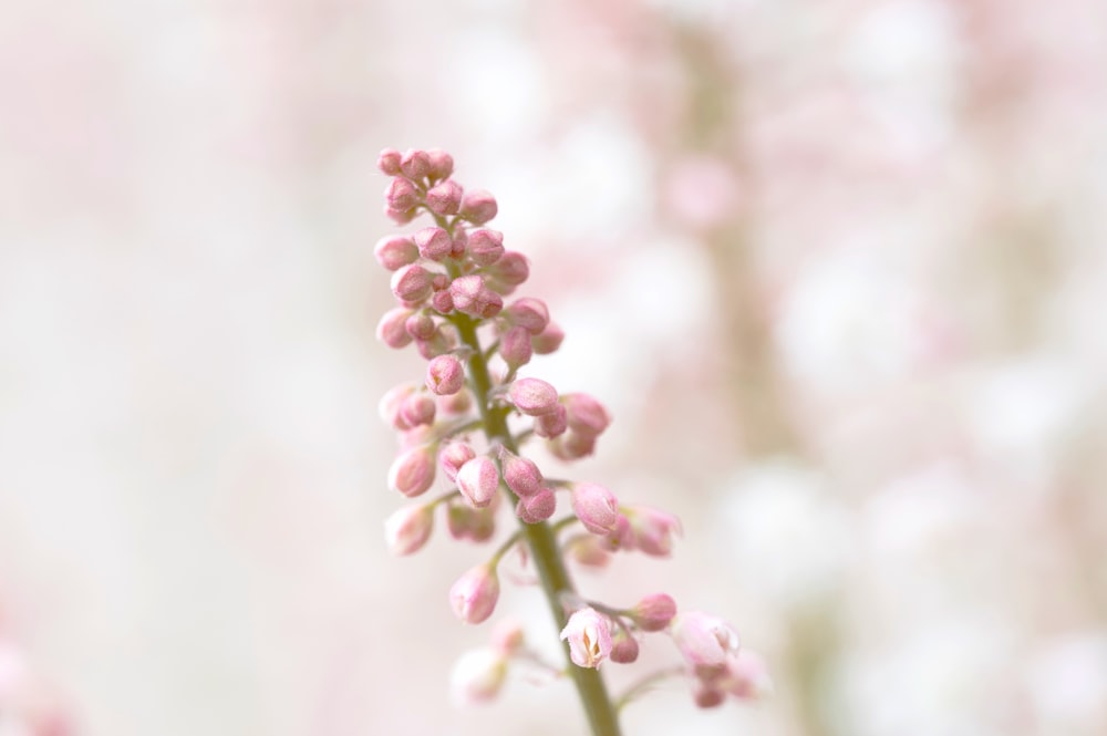 a close up of a flower