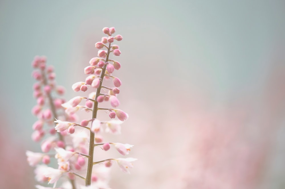 a close up of a flower