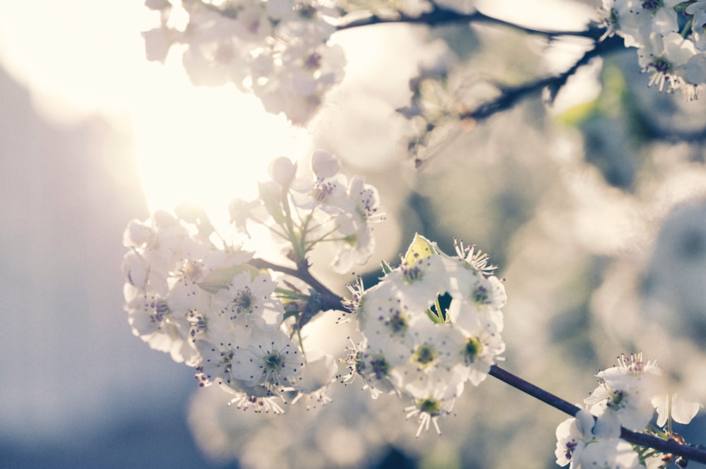 a close up of white flowers