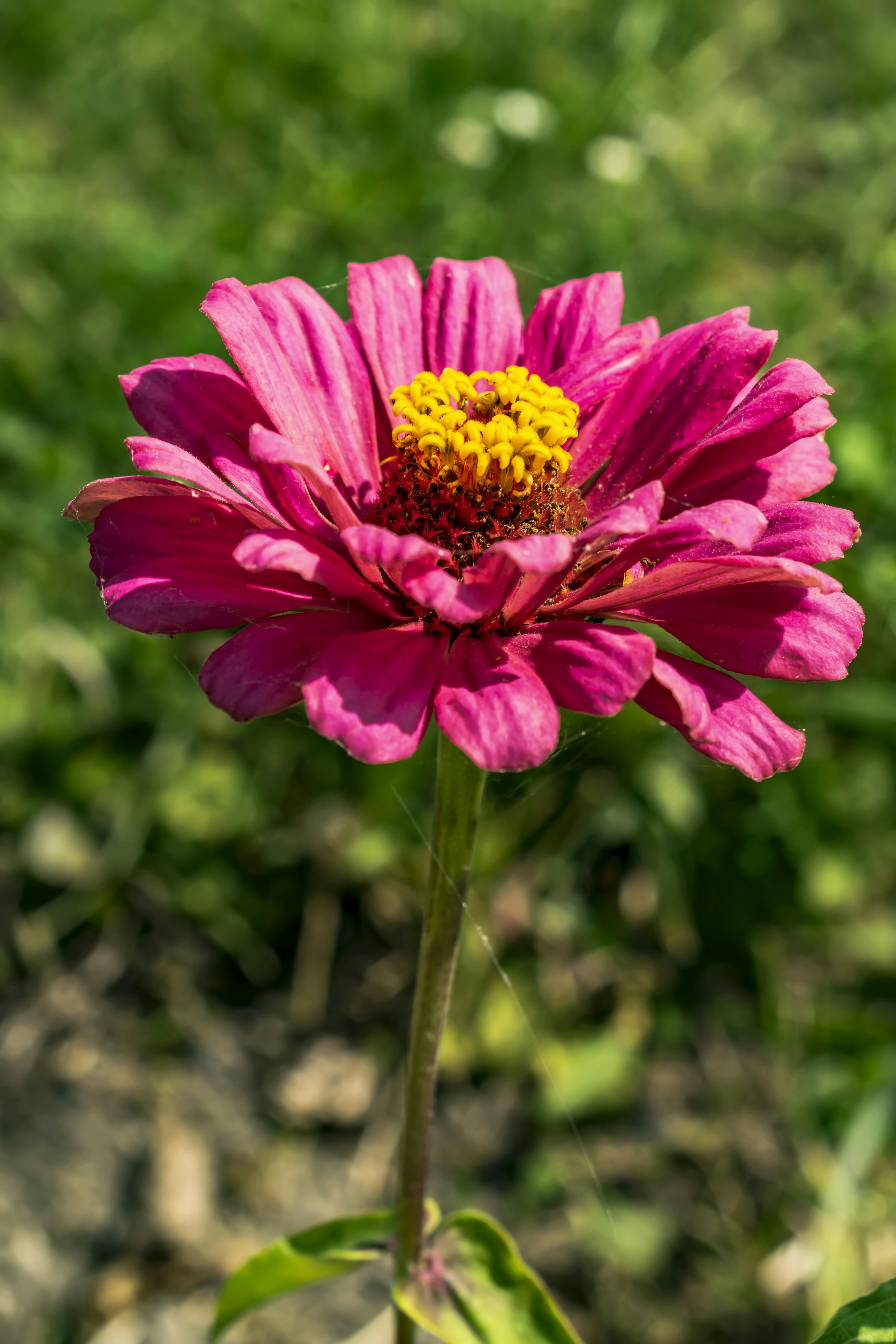 花のクローズアップ