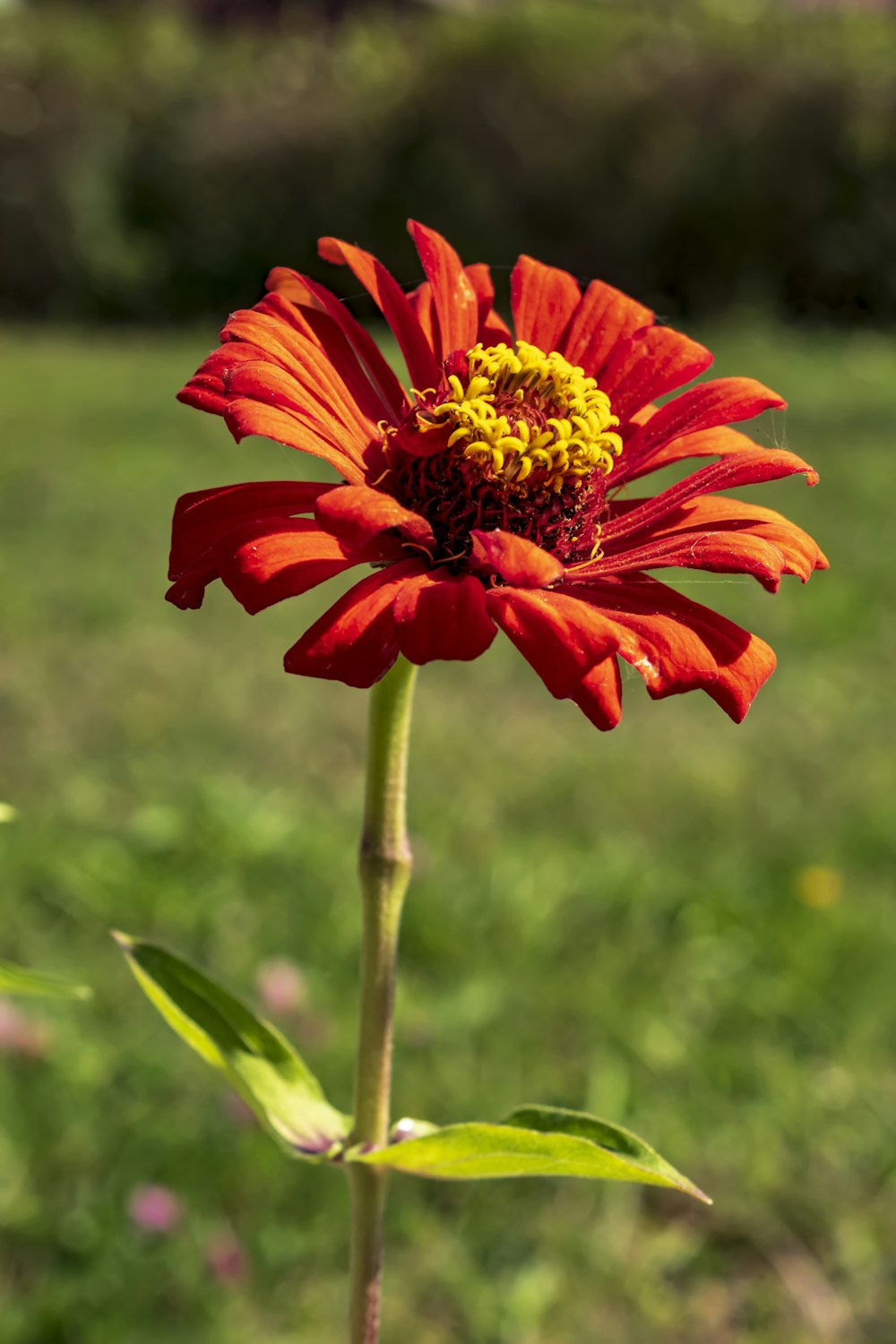 a red flower with green leaves