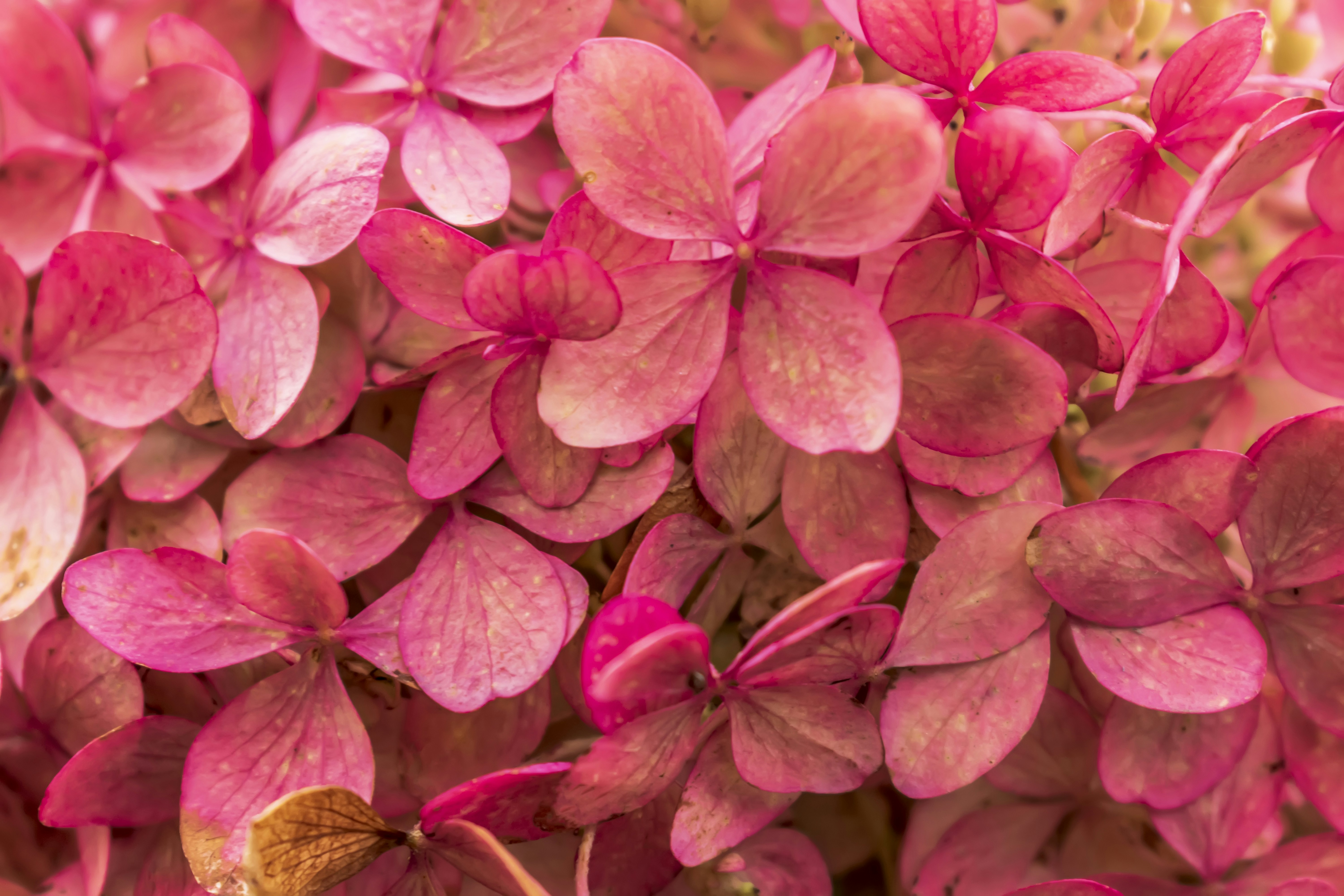 Photo by kostiantynvierkieiev