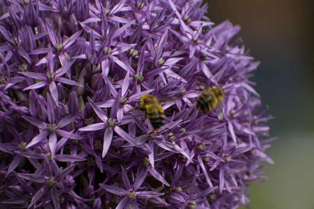 a bee on a purple flower