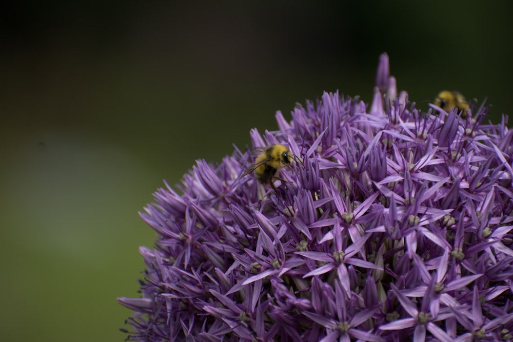 a bee on a purple flower