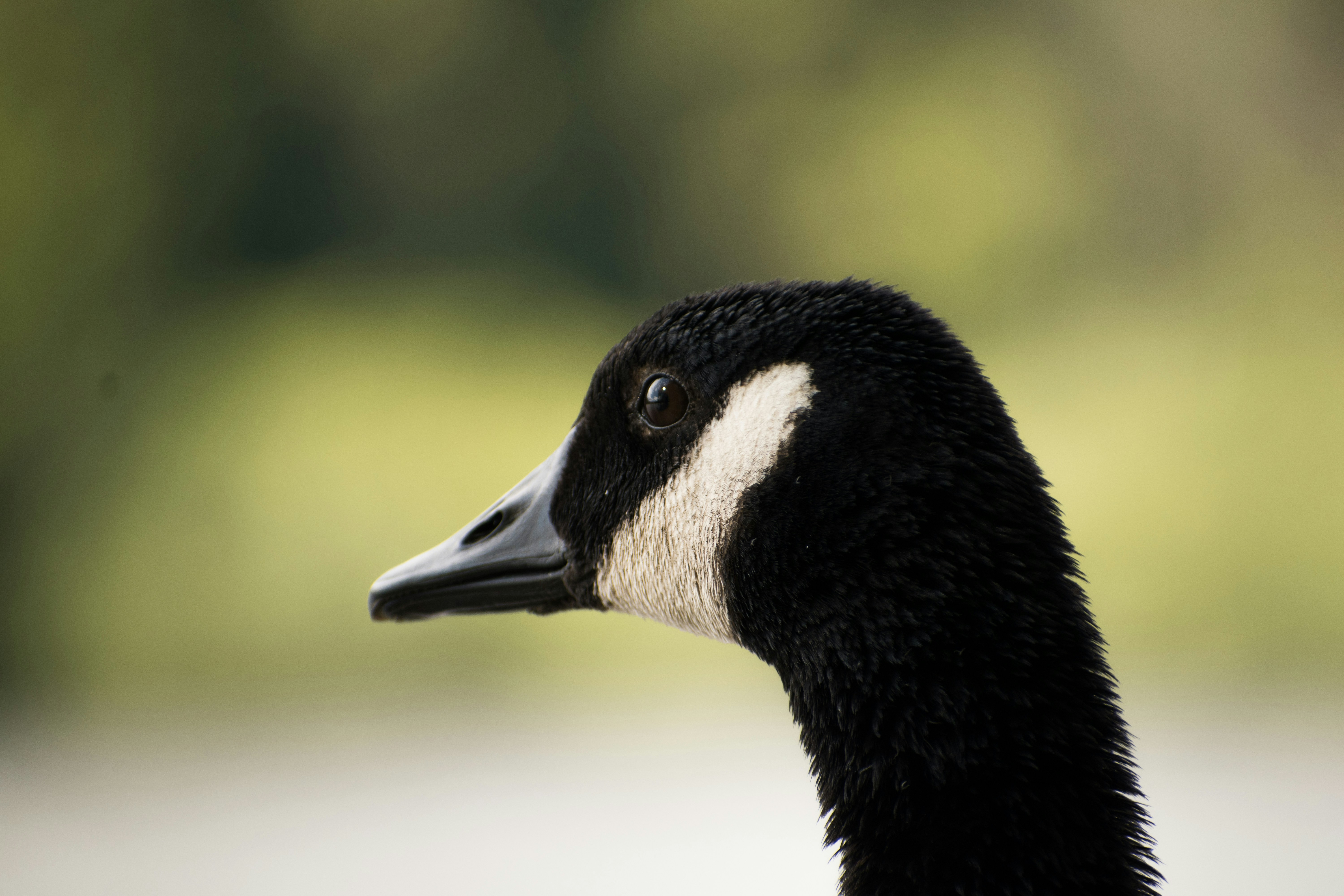 Photo by albertstoynov