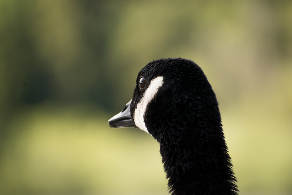 a black and white duck