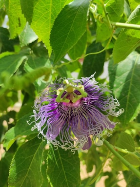 A close-up of a vibrant passionflower with intricate purple and white patterns surrounded by lush green leaves. The center of the flower displays complex structures with a mix of deep and light purple hues, complemented by delicate green filaments extending outward.