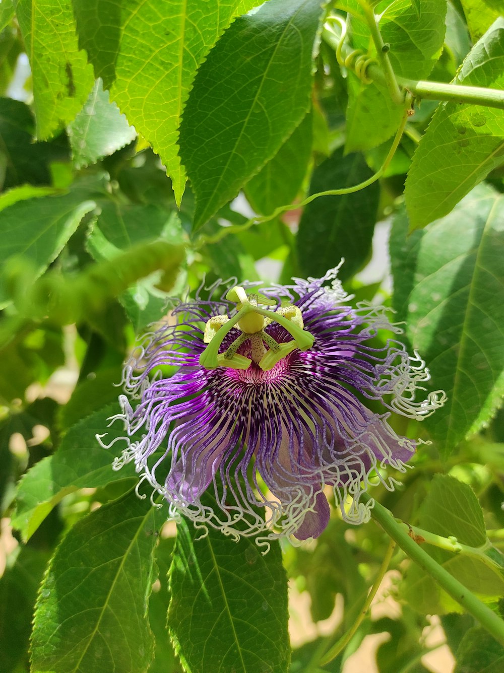 a bee on a purple flower