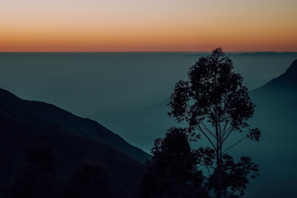 a tree on a hill