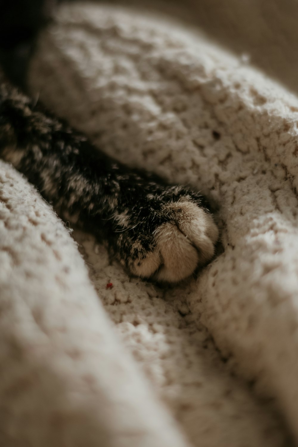 a furry animal lying on a blanket