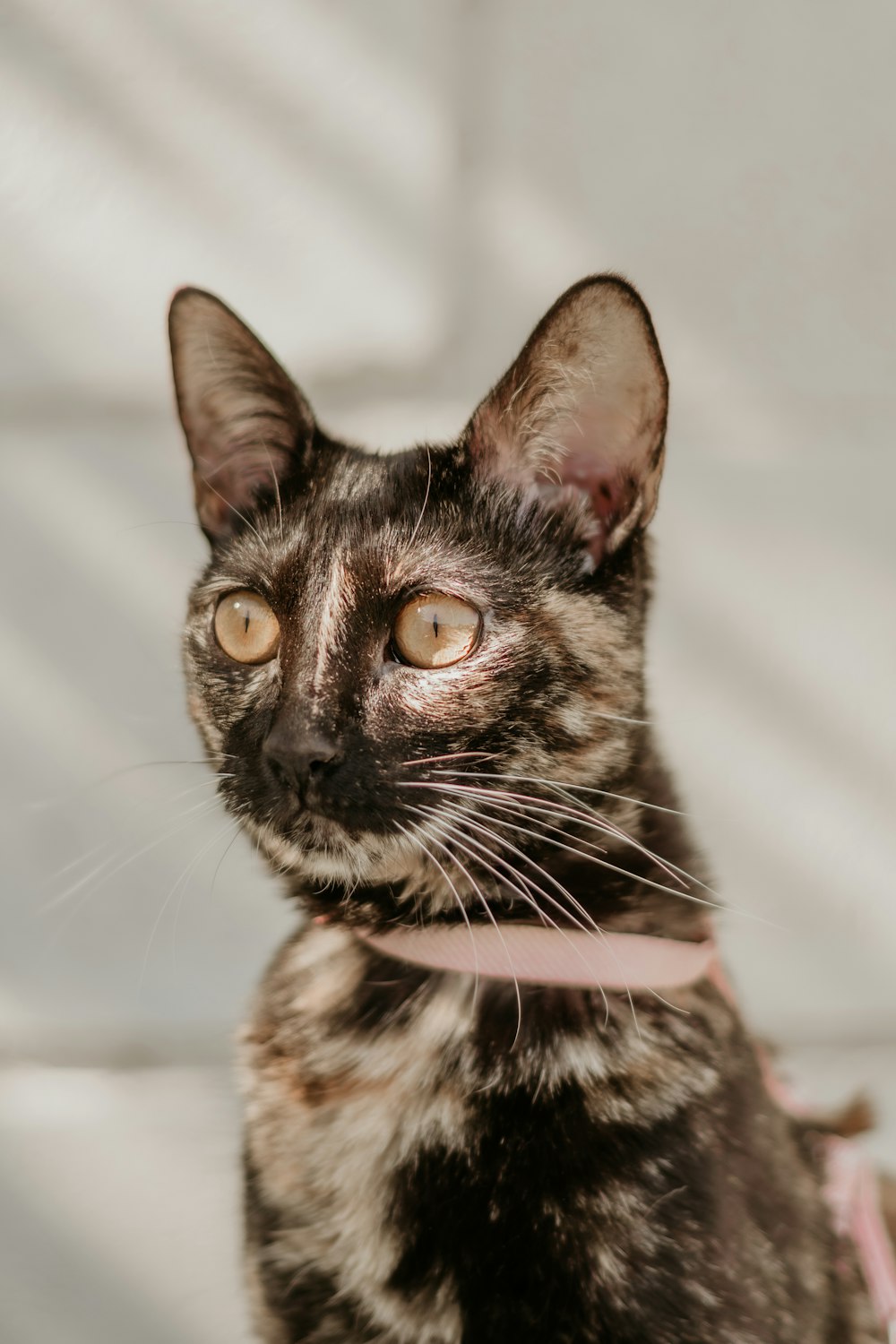 a cat with a pink collar