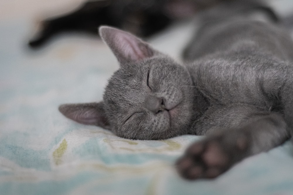 a cat sleeping on a bed