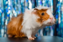 A guinea pig with auburn and white fur is sitting on a dark surface. The background features sparkly blue and white streamers, giving a festive appearance. The guinea pig's eyes are wide open and its nose is pink.