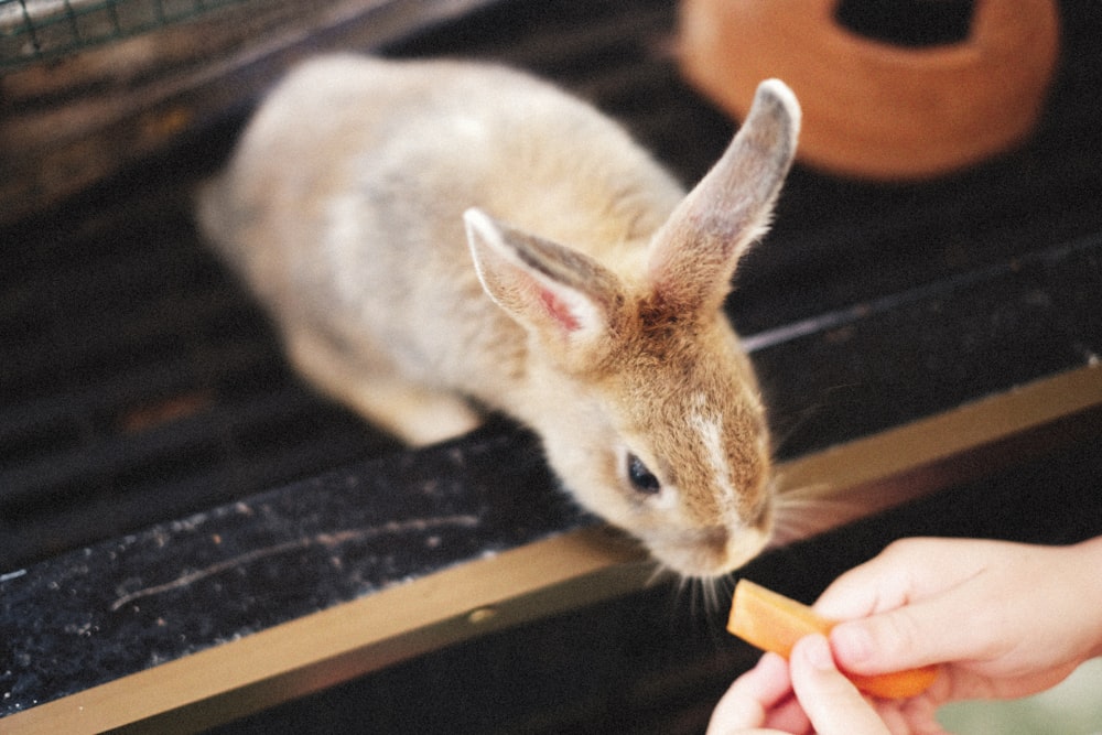 a person feeding a rabbit