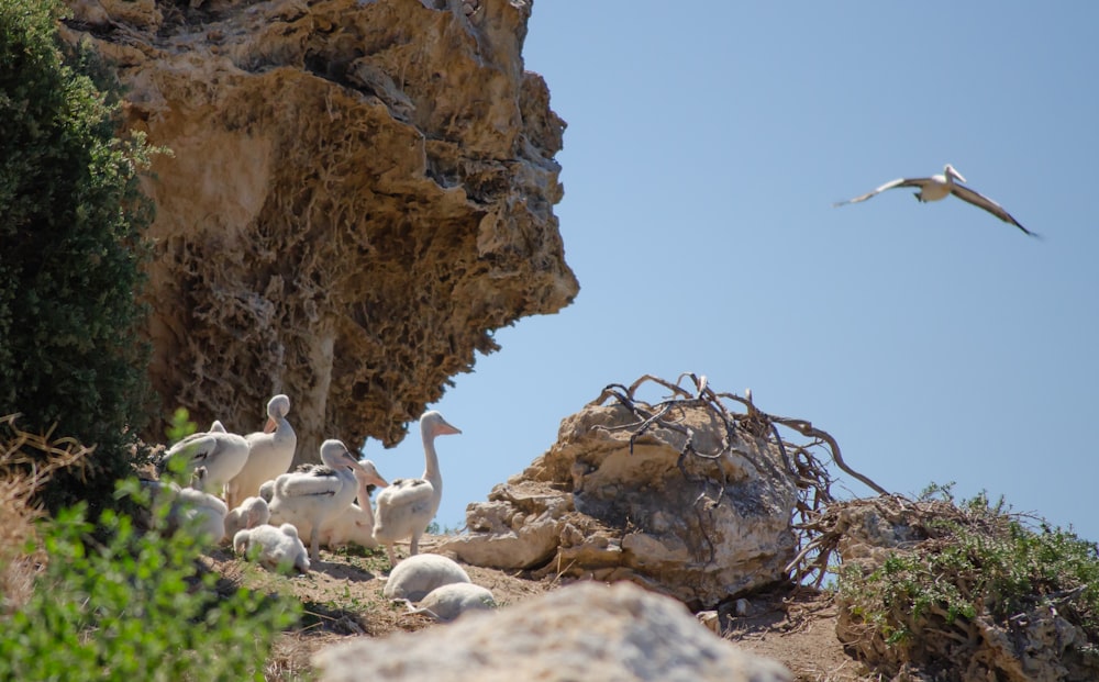 a group of birds on a rocky hillside