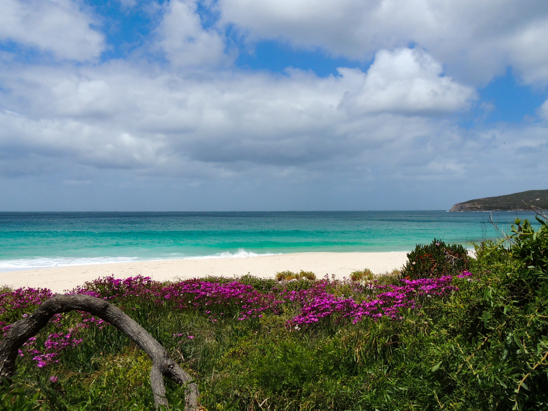 A vibrant watercolor print capturing a sunlit Caribbean beach with turquoise waves gently lapping the shore and colorful tropical flowers in the foreground.