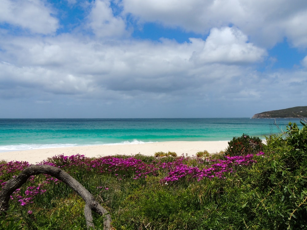 a beach with flowers and plants