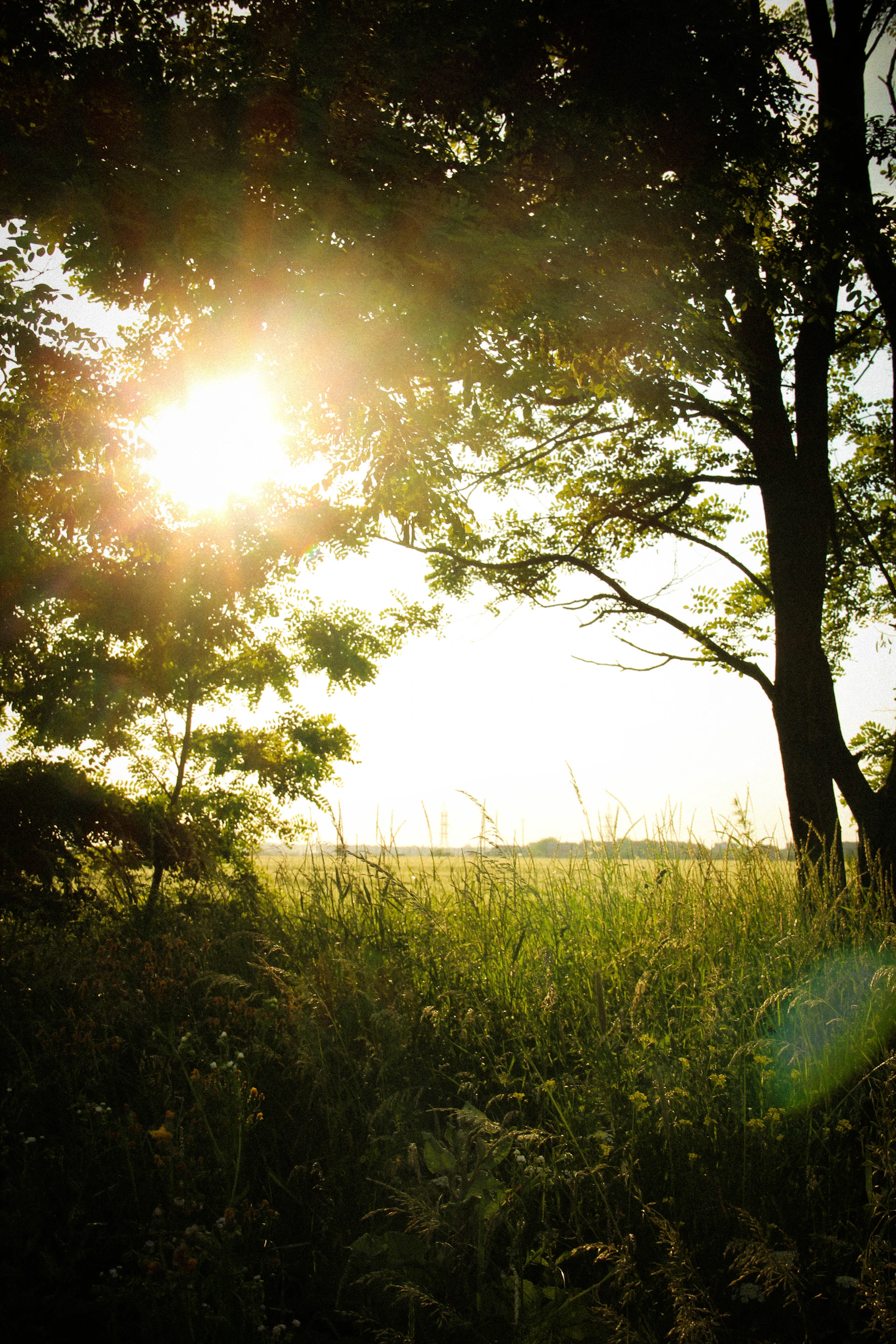 a grassy area with trees and the sun shining through the trees