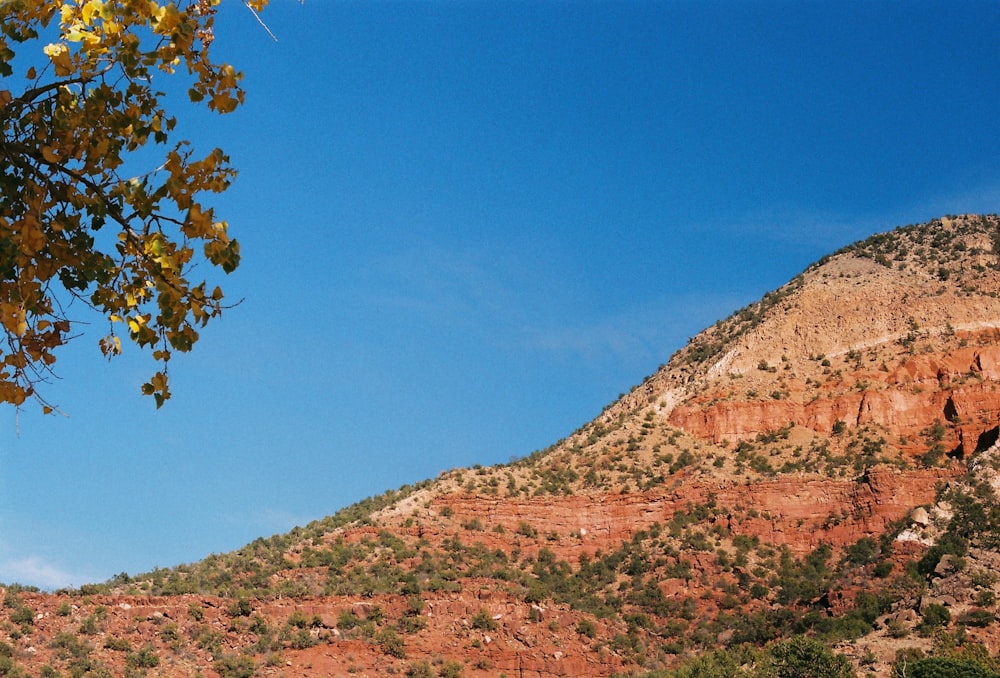 Un árbol en una colina