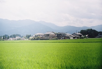 a large green field with houses in the background